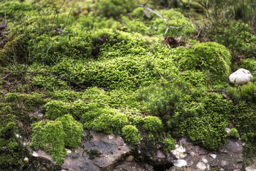 couverture de mousse sur un bloc de granit