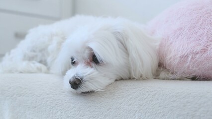 A white dog lies on the bed and looks to the side.