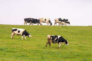 Fototapeta premium Vaches et boeufs qui broutent de l'herbe dans un près de montagne 