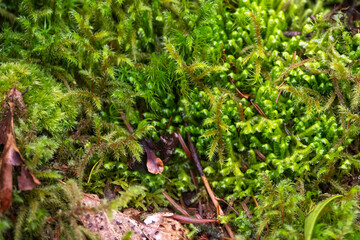 Mousse forestière - Détail macro