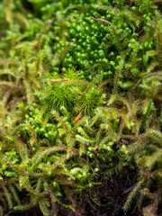 Mousses forestière - Détail macro