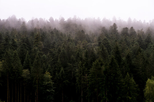 Forêt de sapins au milieu de la brume matinale