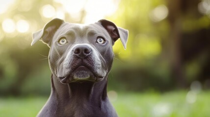 Close-up of black dog with mixed-colored eyes sitting outside on sunny day