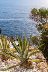 Agaven in den Felsen an den Klippen an der K&uuml;ste auf Mallorca Spanien
