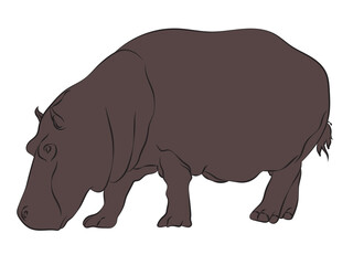 Hippopotamus in standing pose, 2D model on white background.