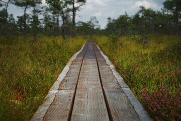 Wooden path among a swamp on a cloudy day