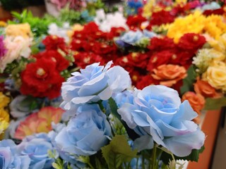 Rose blooming bright soft in garden Thailand travel 