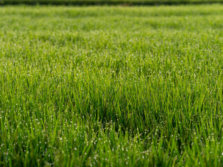 朝露に濡れた田園風景