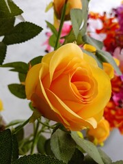 orange roses in the garden