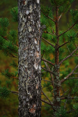 Obraz premium Close-up pine trunk against the background of a green Christmas tree in the forest