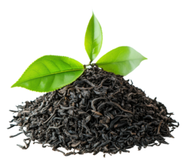 PNG Fresh black tea leaves on dried tea mound