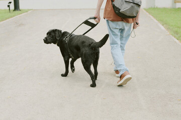 Back view shot of unrecognizable man with disability holding guide dog leash while black Labrador...
