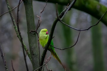 Parrot in the wild
