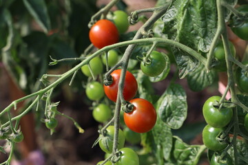 Green tomatoes ripen on bushes