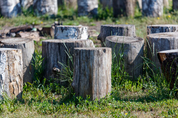 Fototapeta premium Wooden stumps lie in nature