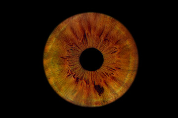 Close up of eye iris on black background, macro, photography	