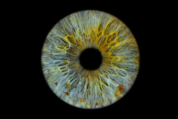 Close up of eye iris on black background, macro, photography	