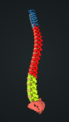 Anatomy of the Human Spine with Each Vertebra Highlighted