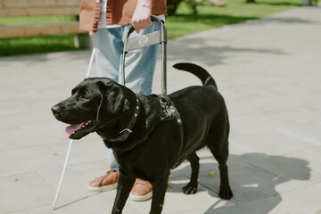 High angle shot of happy black Labrador walking in park with his unrecognizable owner who holding...