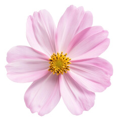 PNG Pink flower blooms in spring sunlight