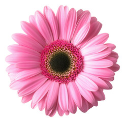 PNG Pink gerbera daisy in bright sunlight