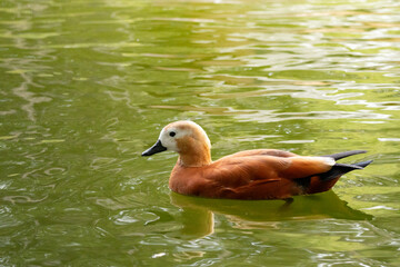 duck, bird, water, nature, wildlife, lake, animal, pond, swimming, wild, 