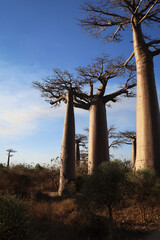 Madagascar. Panorama con alberi di baobab.
