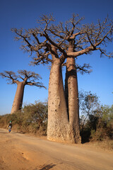 Madagascar. Panorama con alberi di baobab.