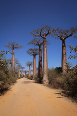 Obraz premium Madagascar. Panorama con alberi di baobab.