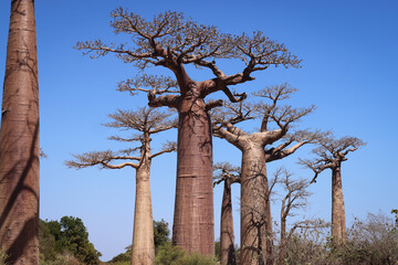 Madagascar. Panorama con alberi di baobab.