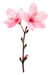 Fototapeta premium PNG Delicate pink cherry blossoms blooming in spring