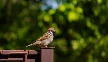 Tree sparrow with a fly in its beak on a fence