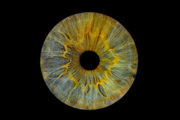 Close up of eye iris on black background, macro, photography	