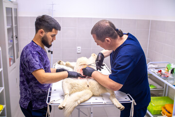 Veterinary clinic, surgeon performs sterilization surgery on a husky dog. Close-up of the surgery,...