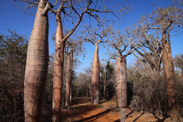 Madagascar. Panorama con alberi di baobab.