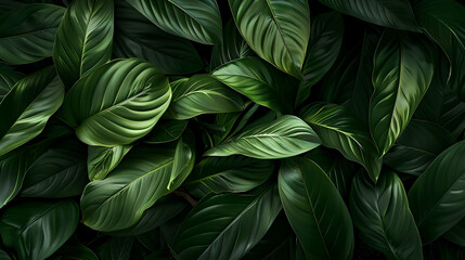 A Lush Close-Up Photograph of Deep Green Leaves Creating a Natural Abstract Background Pattern