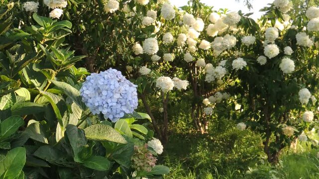 自然公園の紫陽花