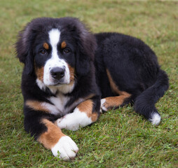 Bernese Mountain Dog puppy lies on the green grass.
