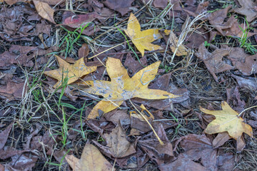 Colored fallen leaves on the ground announcing the arrival of Autumn, together with green grass and dead leaves.