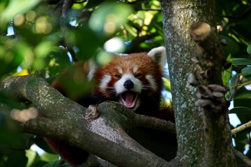 red panda in tree