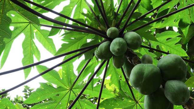A papaya tree full of fruits