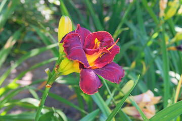 Fototapete bei efototapeten.de bestellen   