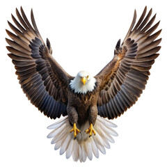 Obraz premium Majestic Bald Eagle with Spread Wings Isolated on White Background, eagle, bird, predator, wildlife