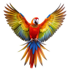 Fototapeta premium Scarlet Macaw with Spread Wings Isolated on White Background, Parrot , Bird , Tropical , Feather