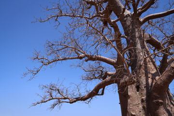 Obraz premium Madagascar, albero di baobab 