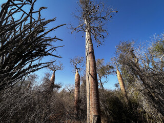 Madagascar, albero di baobab 