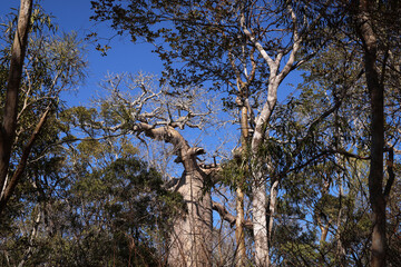 Madagascar, albero di baobab 