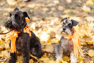 miniature schnauzer dog in the autumn forest dressed for Halloween