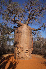 Madagascar, albero di baobab 