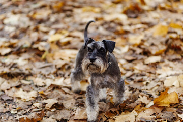 miniature schnauzer dog in the autumn forest dressed for Halloween
